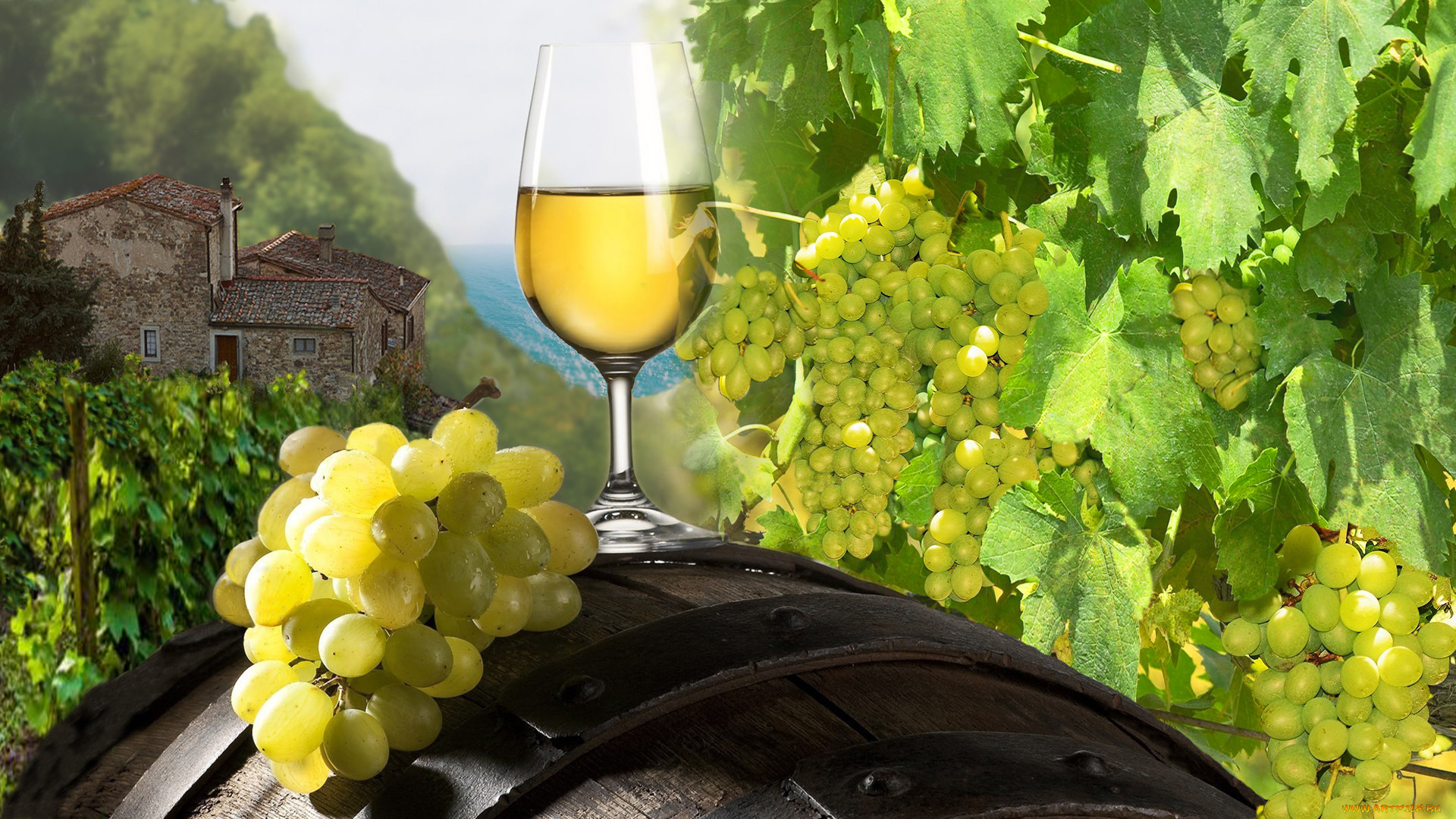 Виноград вино 7 букв. Коломбар виноград. Ркацители гроздь винограда. Виноградная лоза вино. Виноградники вино.
